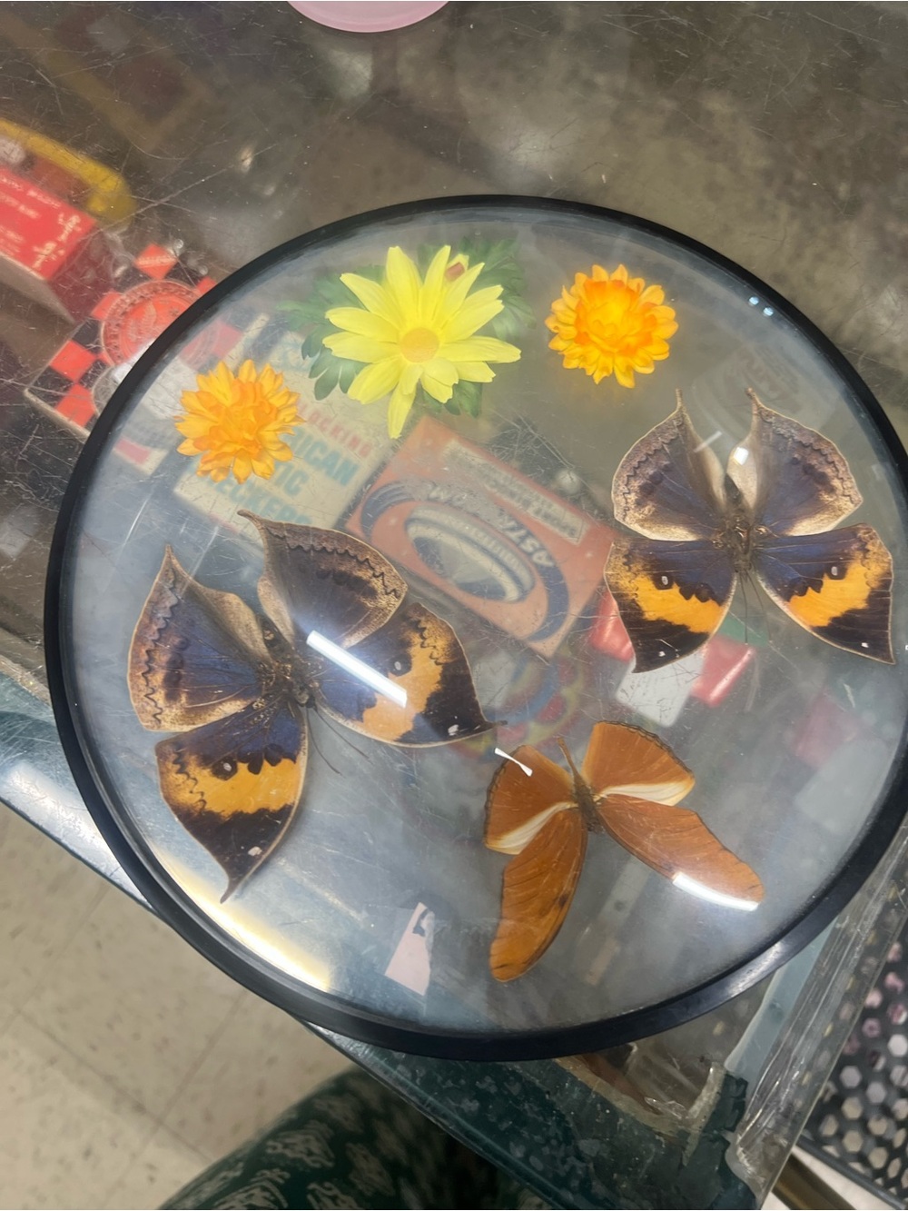 Framed Preserved Butterflies with Yellow Flower Accents